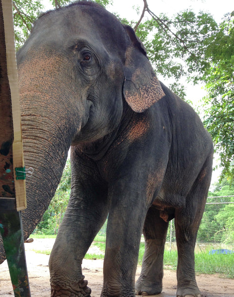 Make a Donation Directly For Elephant Care