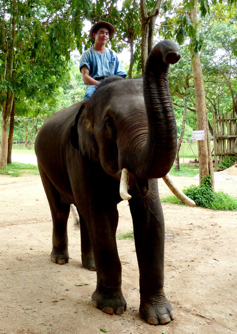 Elephant Kaew