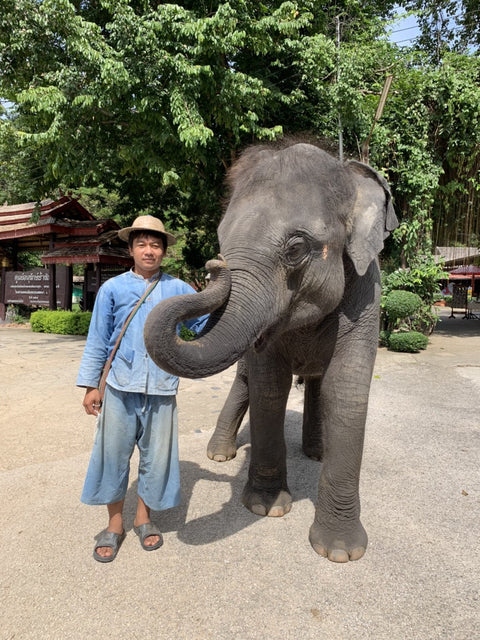 Elephant Malee