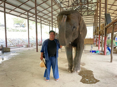 Elephant Pachi