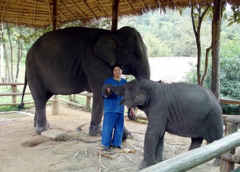 Elephant Phumphuang