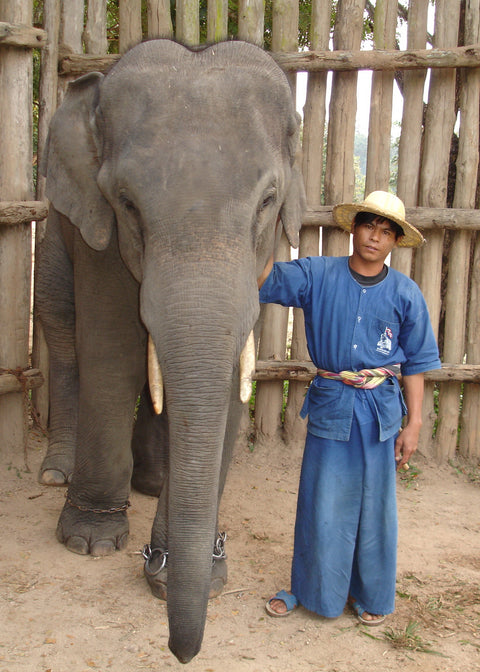 Elephant Pong