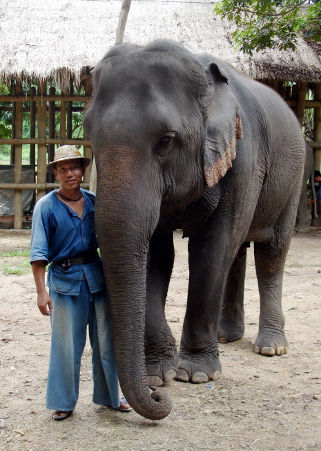 Elephant Pungkod