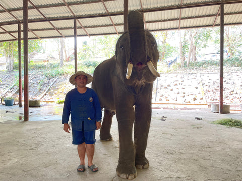 Elephant Saenlan