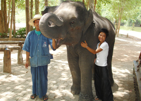 Elephant Somchai