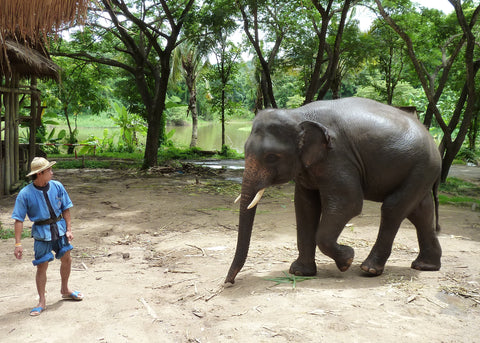 Elephant Sri-Siam