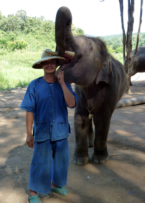 Elephant Thanwa
