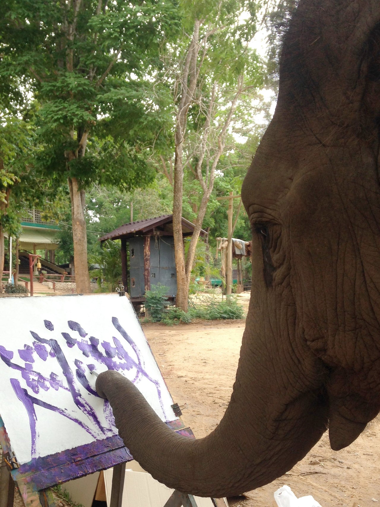 Teaching Elephants To Paint