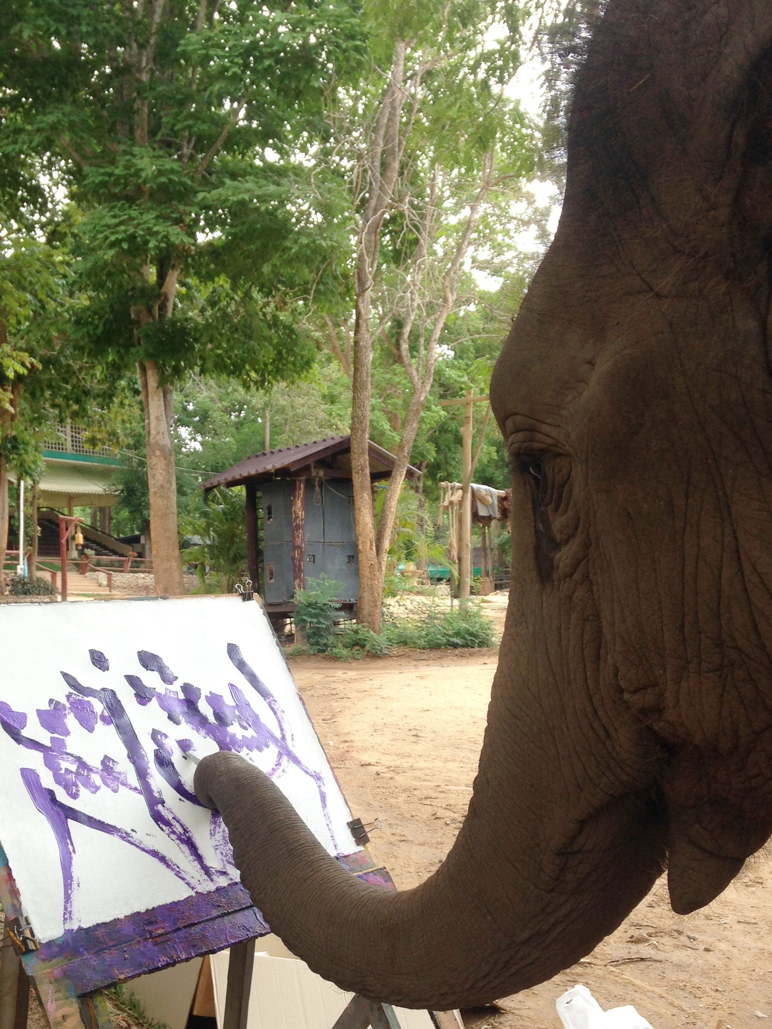 The Elephant Art Gallery - Authentic Paintings by Elephants