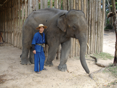Elephant Pungmaliny