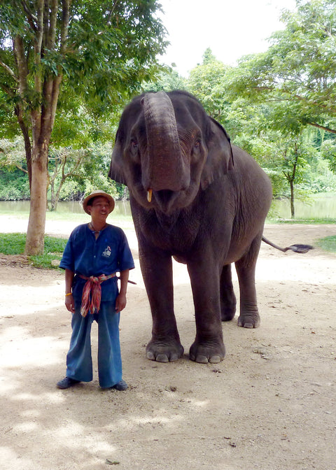 Elephant Prathida