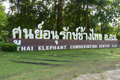 The Elephant Art Gallery and the Thai Elephant Conservation Center
