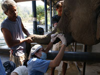 The Elephant Hospital & Mobile Clinic