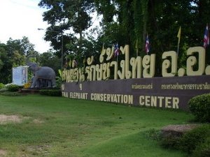 The Great Work of The Thai Elephant Conservation Center/National Elephant Institute